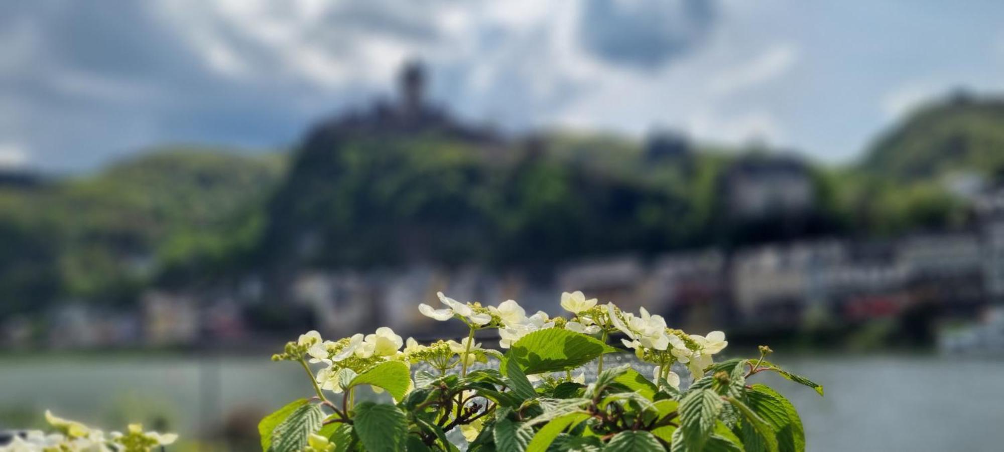 Pension Regina Cochem Luaran gambar